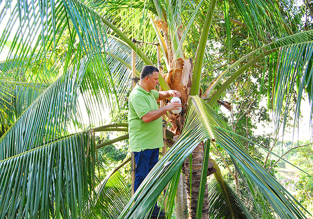 Albero di cocco nelle Filippine - Dr. Goerg