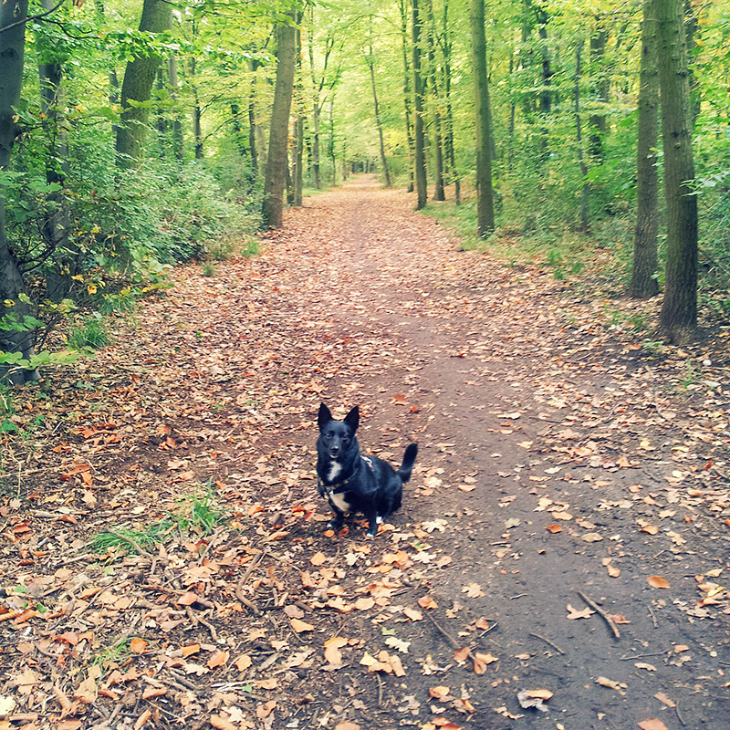 Spaziergang im Park