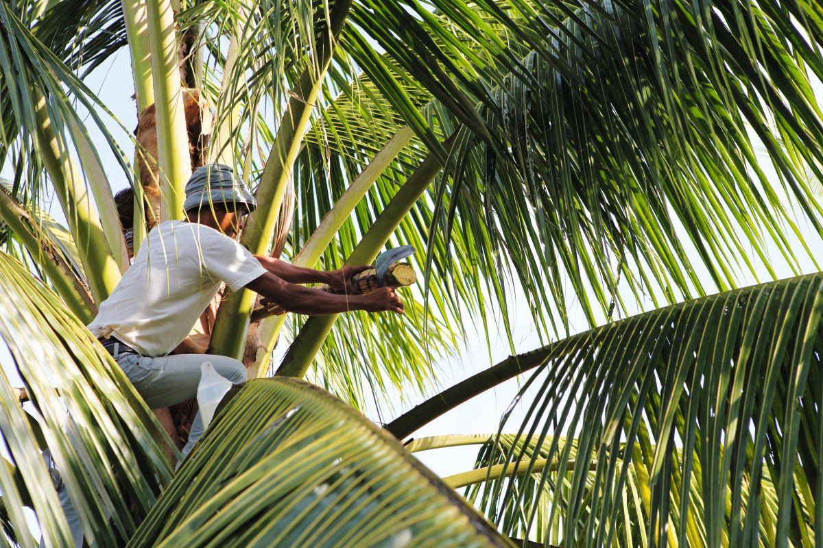 Kokosblütenernte