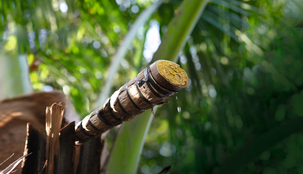 Gewinnung von Kokosblütenzucker