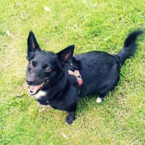 Erfahrungsbericht: So wurde mein Hund dank Kokosöl zeckenfrei