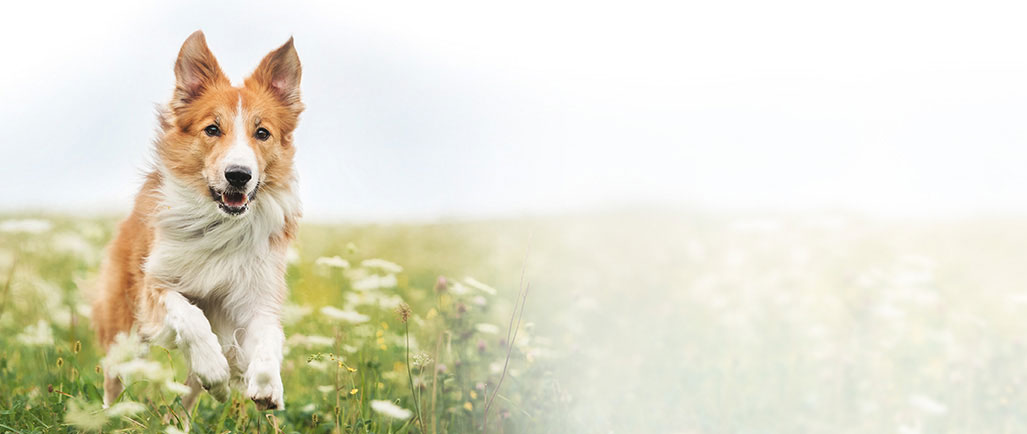 Teebaumöl Für Hunde