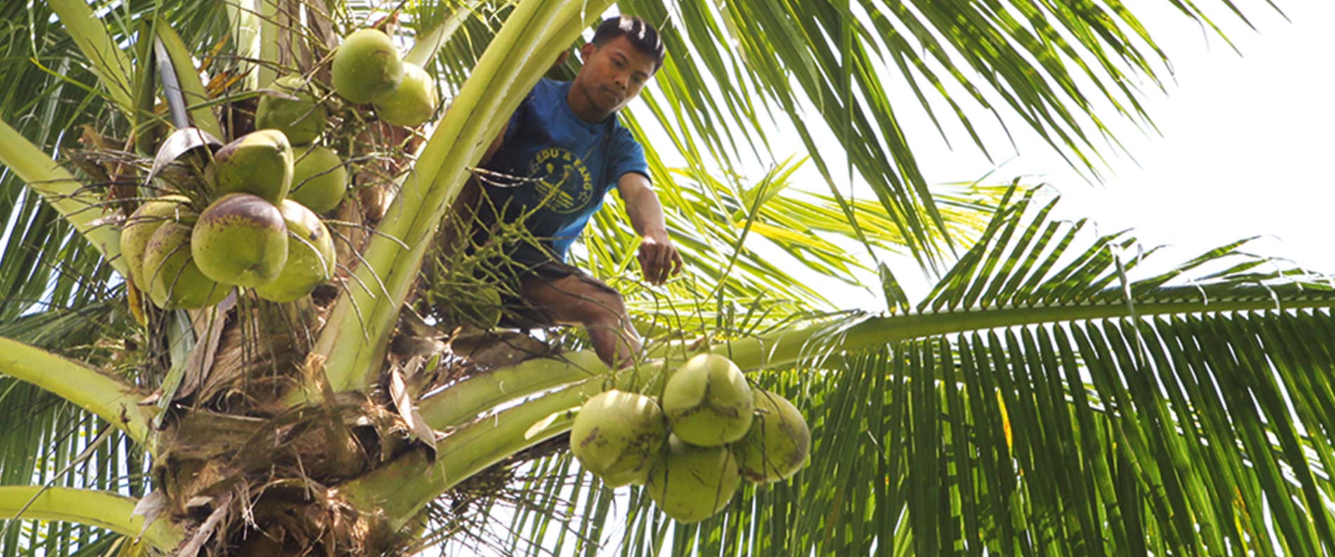 Die Kokospalme (Cocos nucifera) - der Baum des Lebens