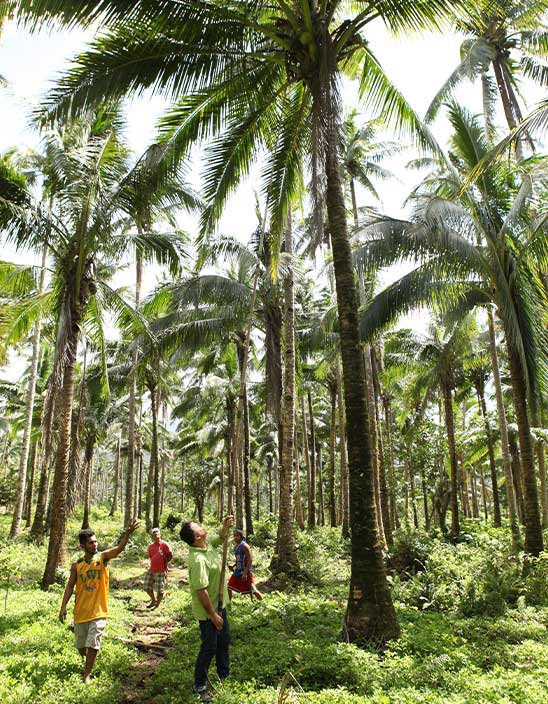 Von Bambusstöcken und wendigen Kletterern
Zwei Arten der Kokosernte