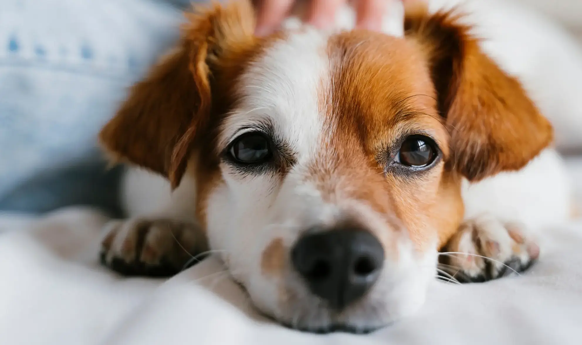 Kokosöl bei Hunden zur Fell- und Pfotenpflege